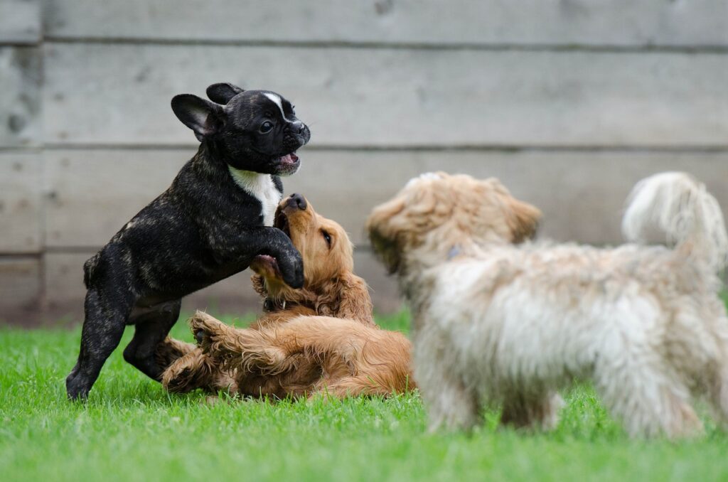 creare un giardino e recinzioni a prova di cane: area gioco e relax per cani che si divertono
