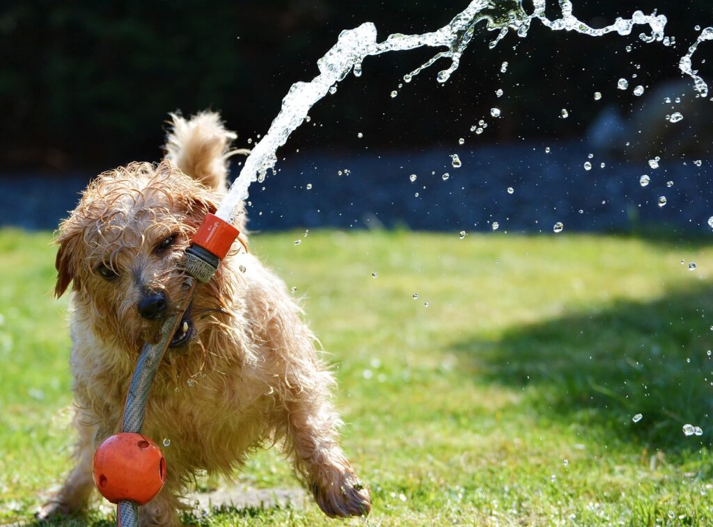 soluzioni per giardino con cane: stazione di rinfresco con acqua sempre disponibile per i cani